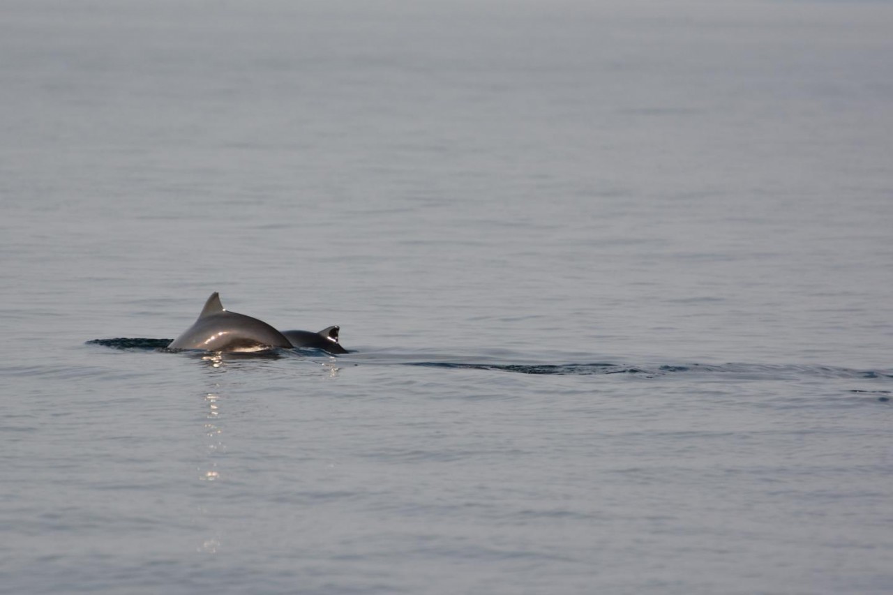 Harbour porpoises attracted to oil platforms when searching for food
