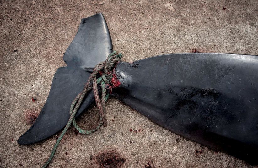 Whales engage in social and cultural learning, study indicates