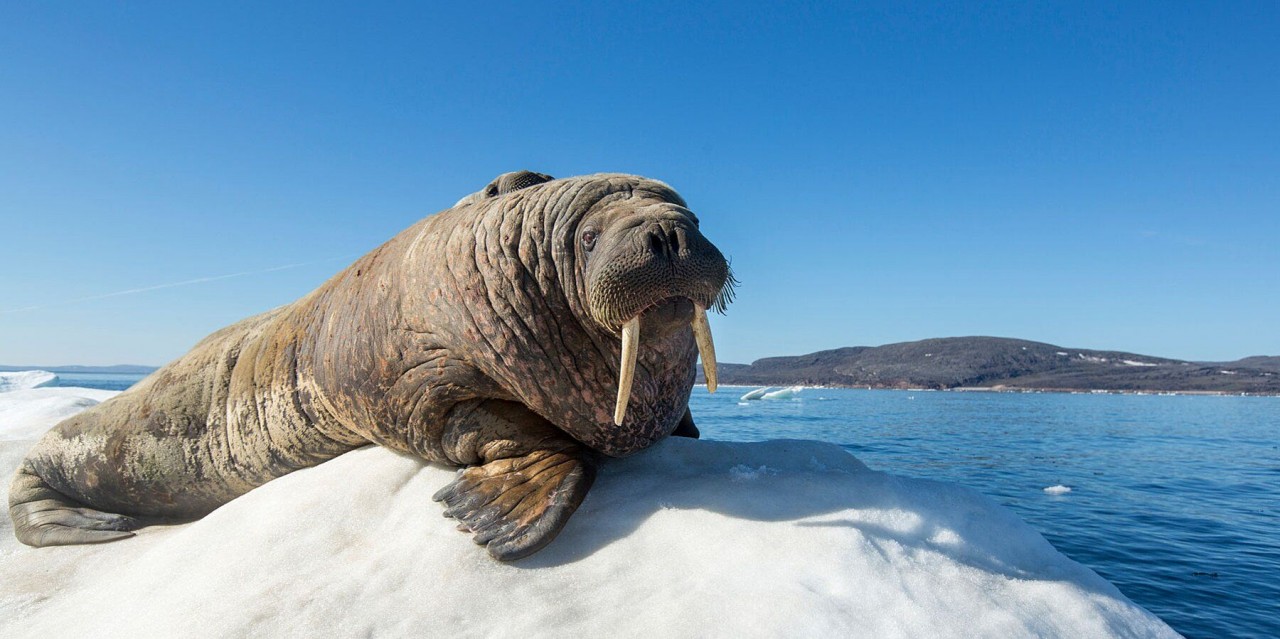 This Walrus Fell Asleep on an Iceberg and Woke Up in Ireland