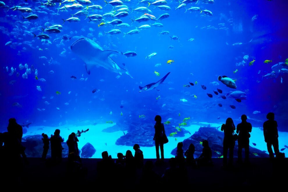 Our readers voted these the 10 best aquariums in the United States