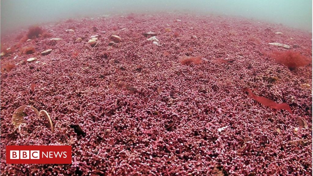 Falmouth 'at risk' harbour algae is unique say scientists