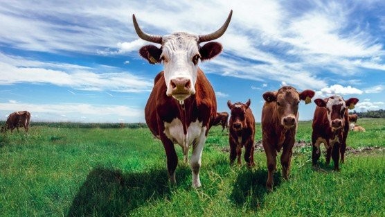 A Seaweed Diet Could Eliminate Most of Cows’ Greenhouse Emissions