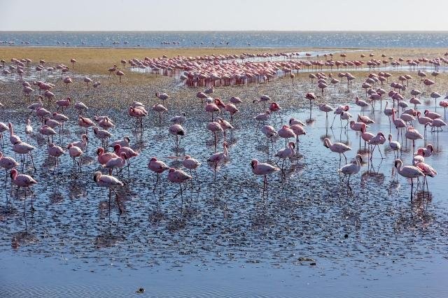 Flamingos stand on just one leg, and physics is the surprising reason why