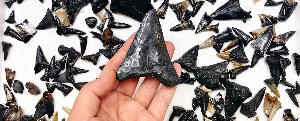 Scientists Discovered Something Morbidly Mysterious at The Bottom of The Indian Ocean