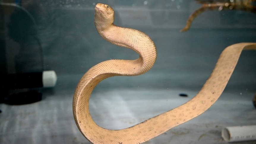 Unravelling the sea snake mysteries of Exmouth Gulf with a net and spotlight