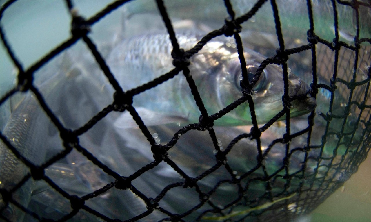 Canada's herring facing ‘biological decimation’, say First Nations and activists