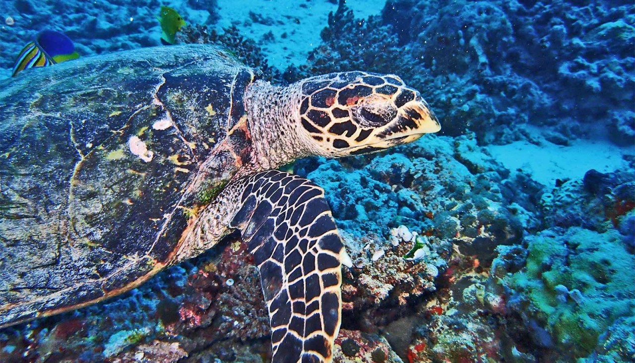 Team maps effects of human activity on marine species over time - Futurity