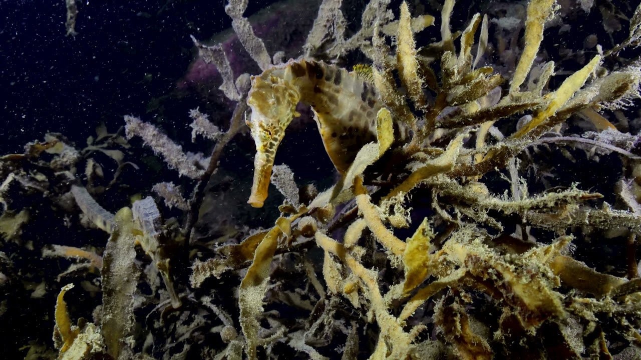 Seahorse opens its mouth