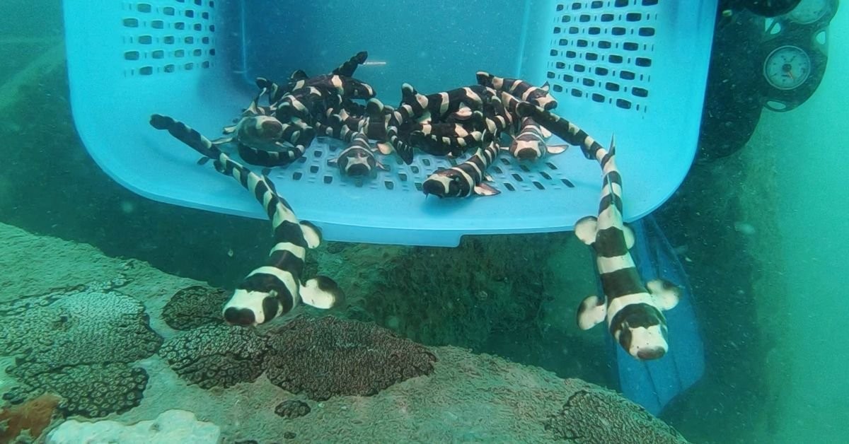Endangered bamboo sharks given helping hand in Gulf of Thailand