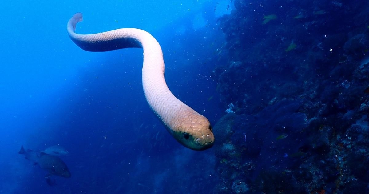 'Sexually frustrated' sea snakes are mistaking scuba divers for potential lovers