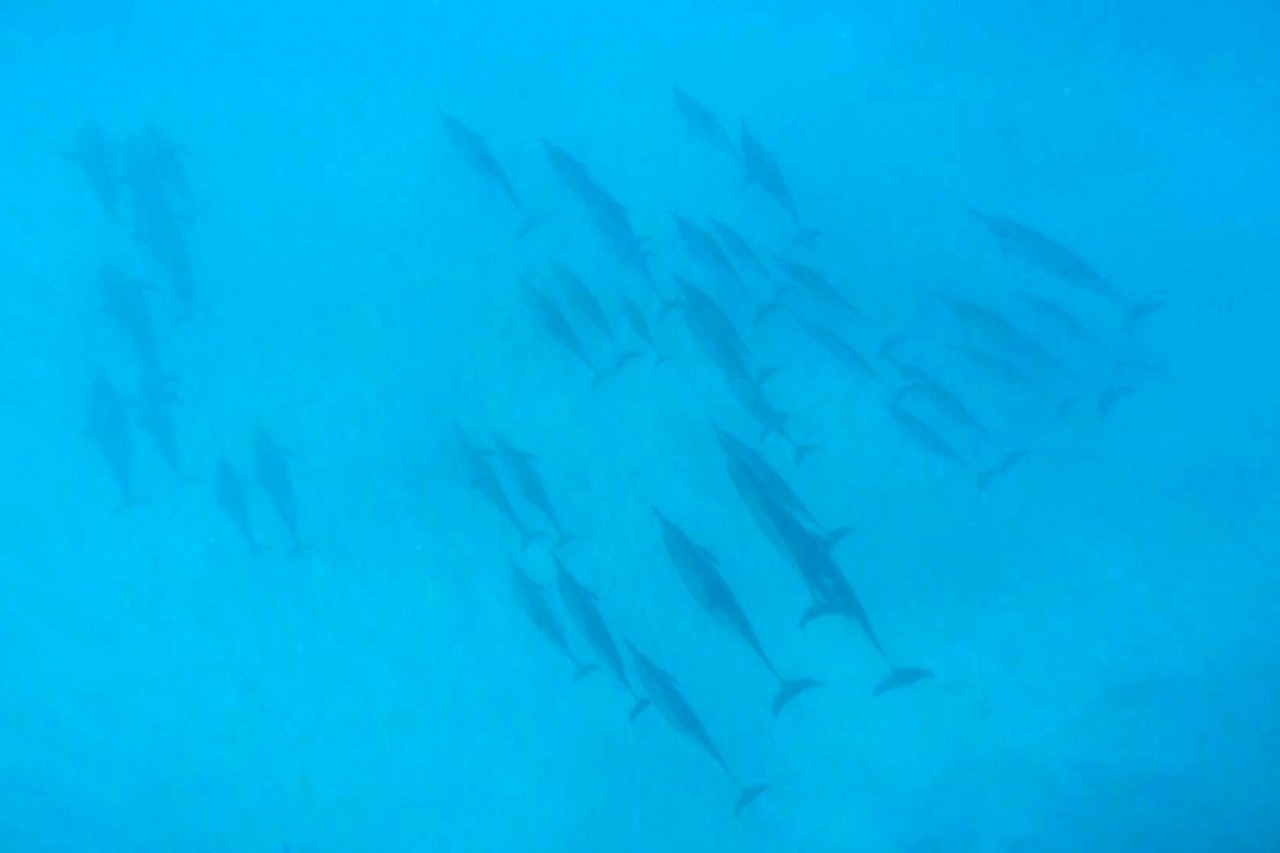 US bans swimming with Hawaii's nocturnal spinner dolphins