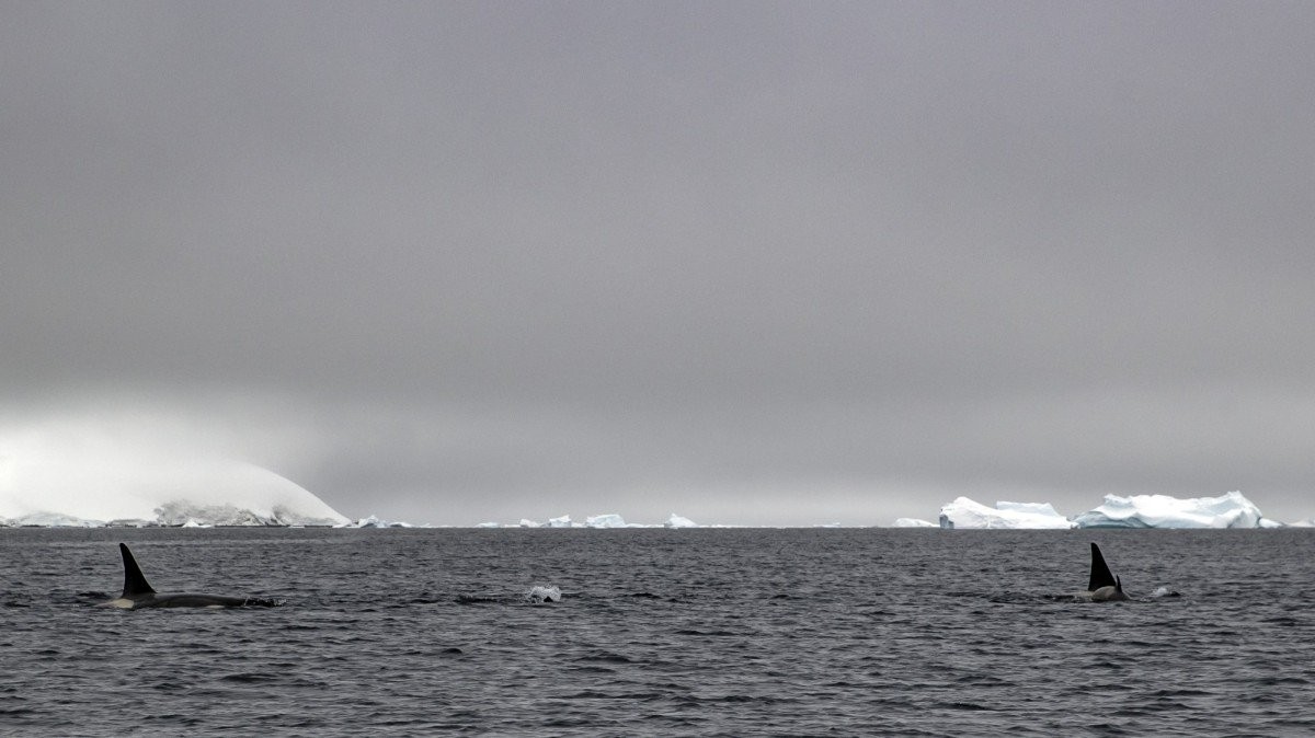 ​​Oceans Aren’t Just Warming—Their Soundscapes Are Transforming