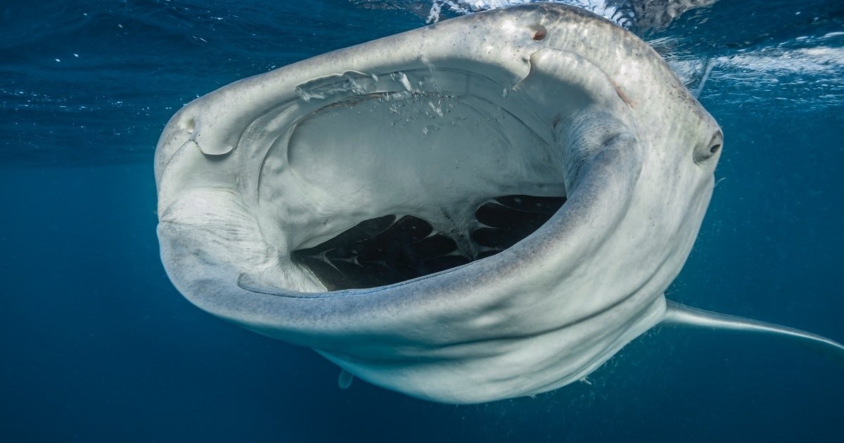 Marine scientists may have solved an “indescribable” ocean mystery
