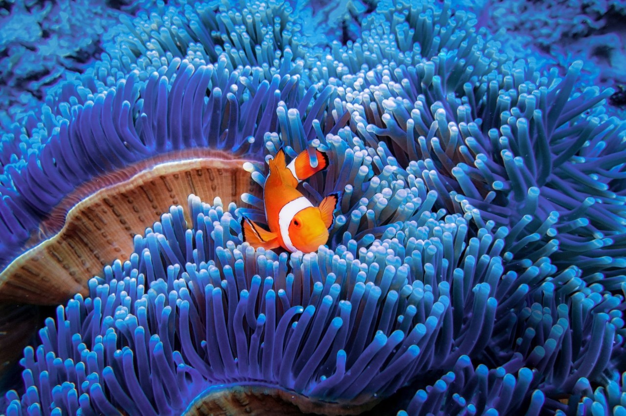 Marine Biome: Types, Plants, and Wildlife