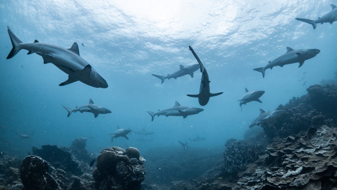 The Volcano Full Of Sharks That NASA Saw Erupting From Space