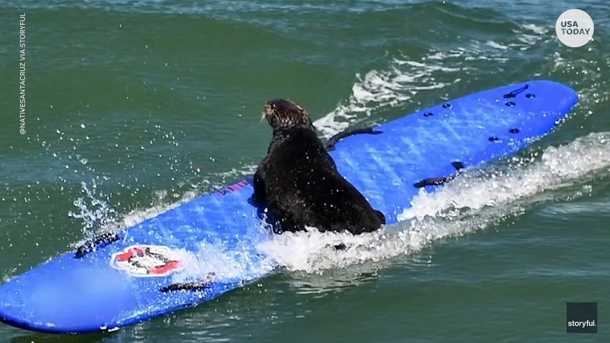 Surfboard-stealing Otter 841 keeps outsmarting California authorities trying to catch her
