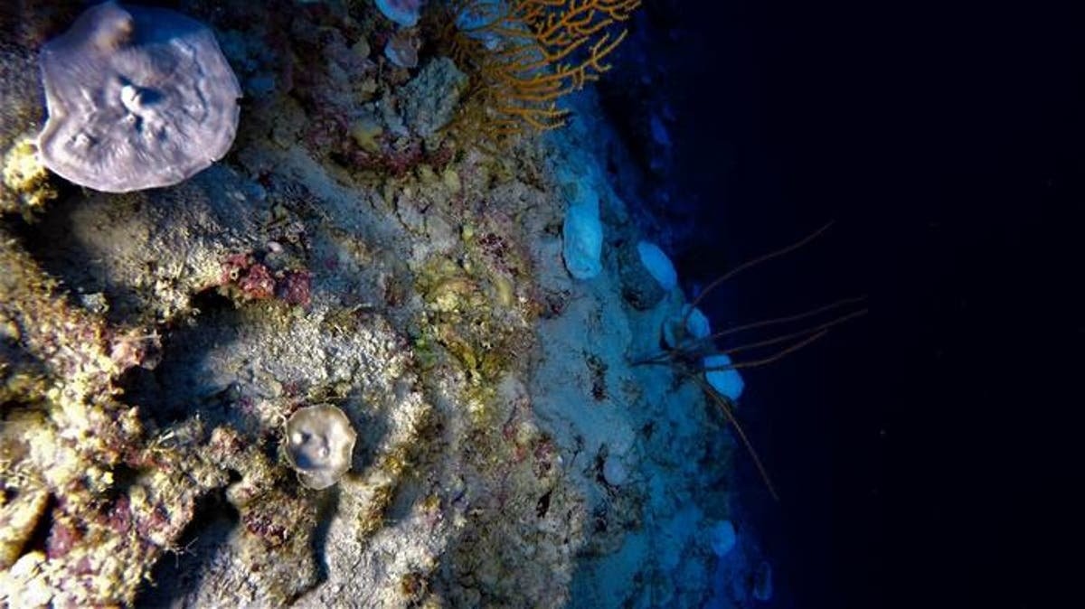 Deepest known evidence of coral reef bleaching found in Indian Ocean