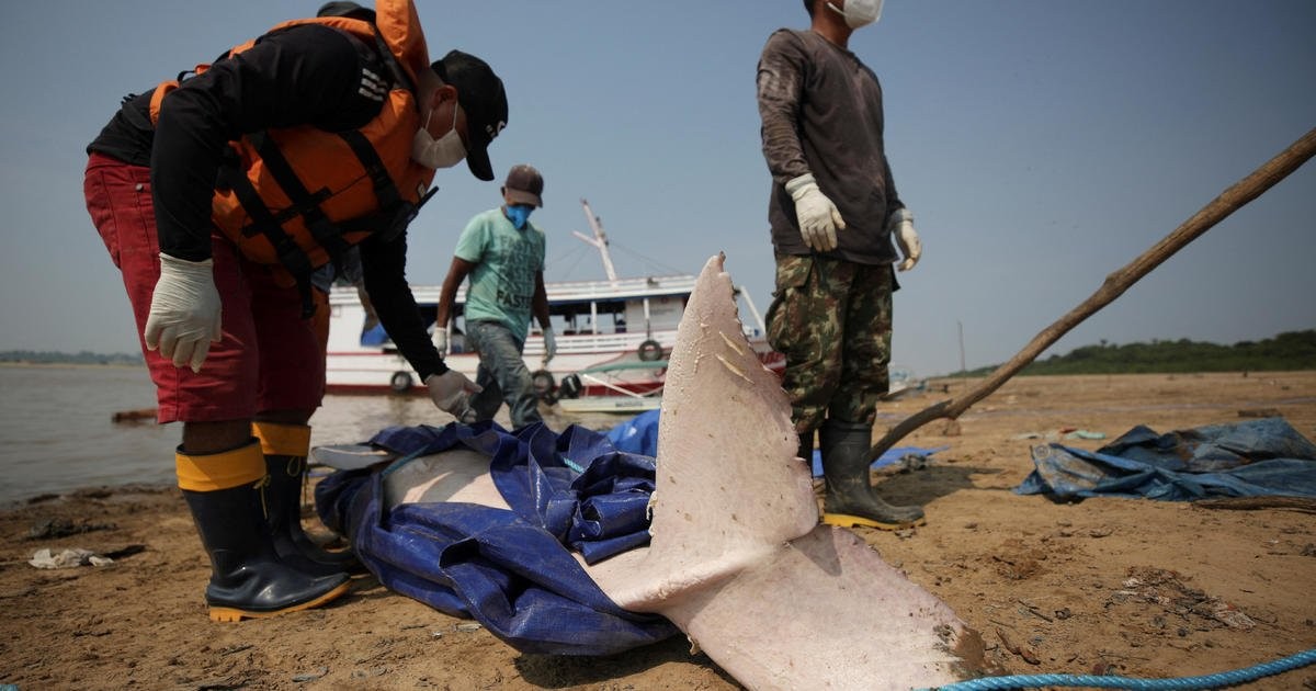 150 dolphins die in Amazon lake within a week as water temps surpass 100 degrees amid extreme drought