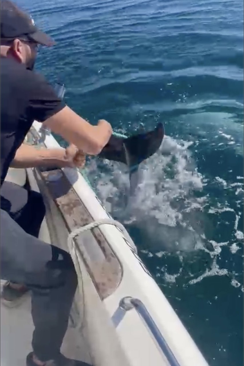 Baby dolphin rescue: Watch fishermen free animal snared in 'illegal trap' as mother struggles to keep it afloat
