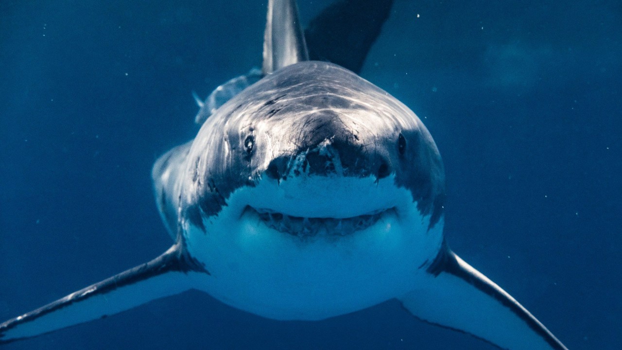 Great white sharks are diving thousands of feet deeper than normal into ocean’s ‘twilight zone’ – and no one knows why