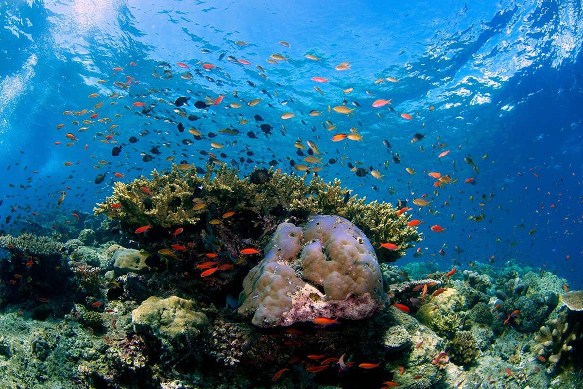What is biodiversity?