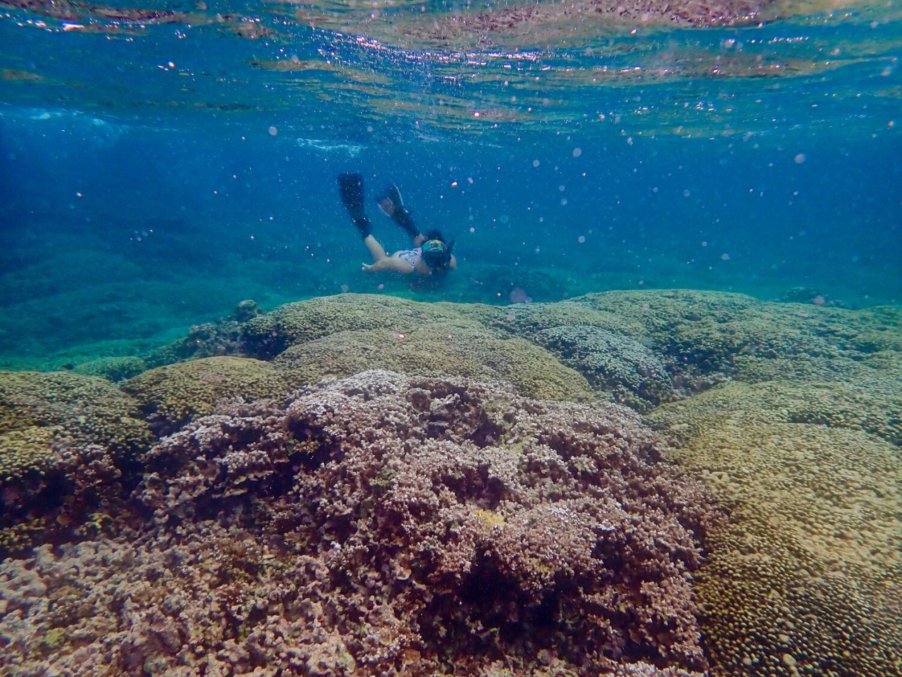 Coral select algae partnerships to ease environmental stress