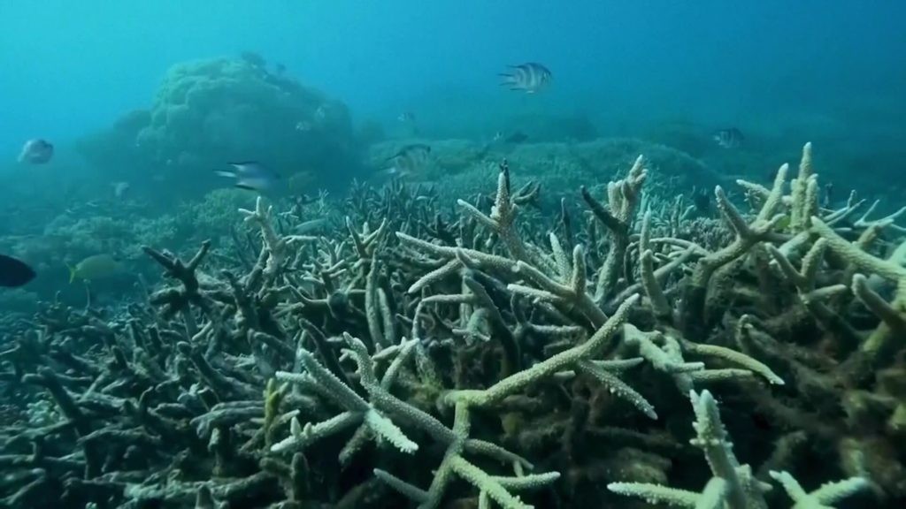 Coral bleaching is affecting nearly all the world’s reefs, new NOAA report says