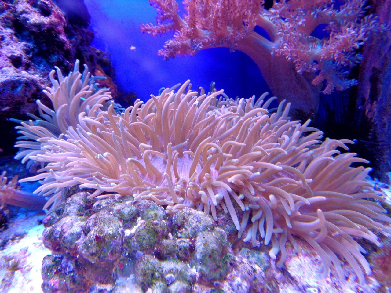 Impacts of sunscreen on coral reefs needs urgent attention, say scientists