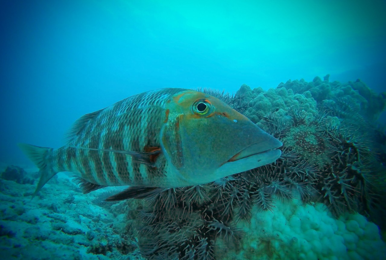 Fish help control crown-of-thorns starfish numbers on Great Barrier Reef