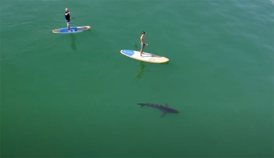 Stand Up Paddler Falls Near Great White Shark