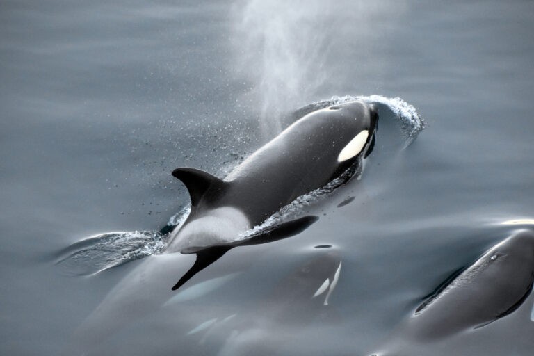 North Atlantic orcas reveal the troubling persistence of toxic ocean pollutants
