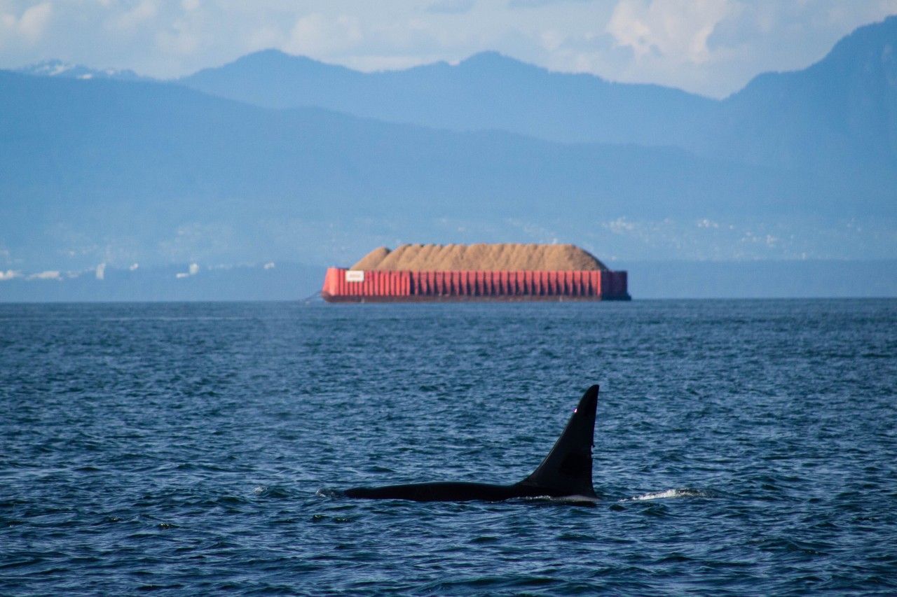 Toxic chemicals in UK whales and dolphins are exceeding safe limits