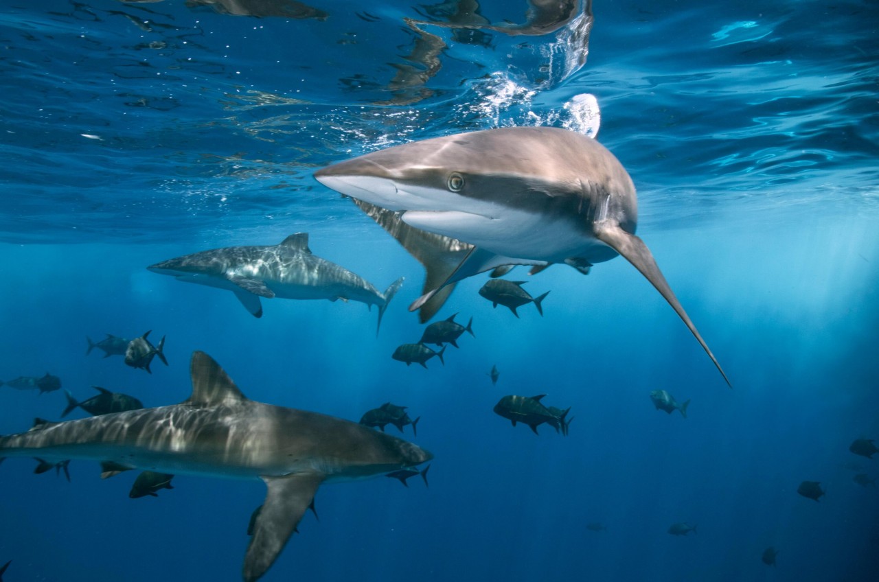 Some shark bites may be 'survival instinct' rather than planned attacks, contrary to media portrayal