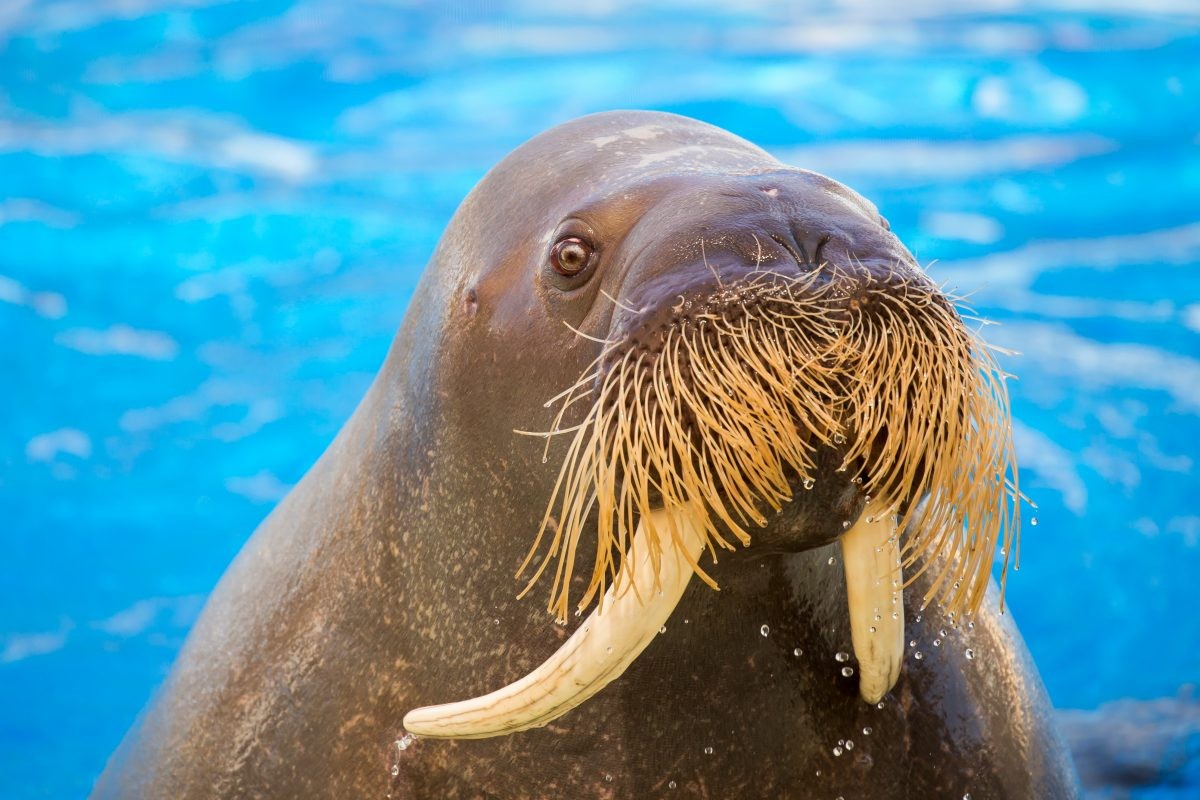 Walrus Found 2,650 Miles South of Habitat