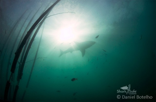 South African Designed SharkSafe Barriers Redefine Ocean Safety Worldwide.