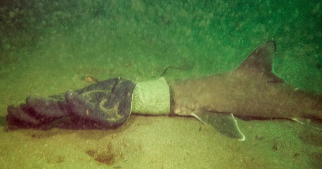 Scuba divers find baby shark that was stuck inside a work glove
