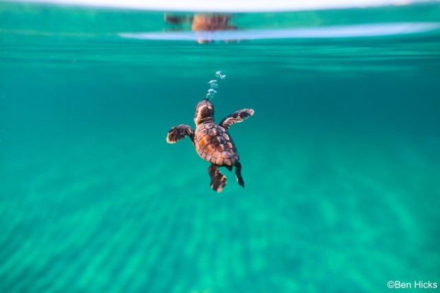 Jaw-Dropping Marine Wildlife Photos You’ve Got to See - Ocean Conservancy