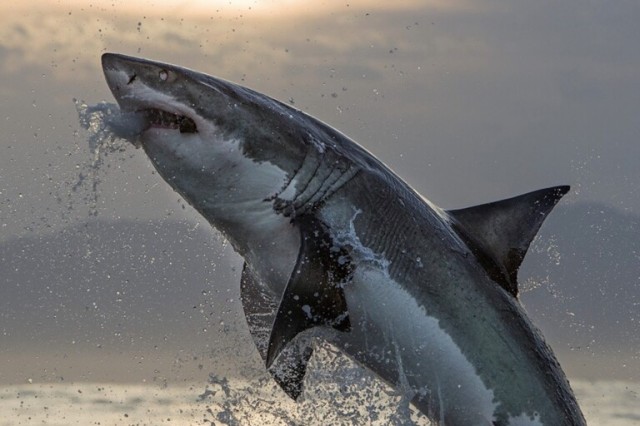 Loss of great white sharks triggers domino effect down food chain, study shows