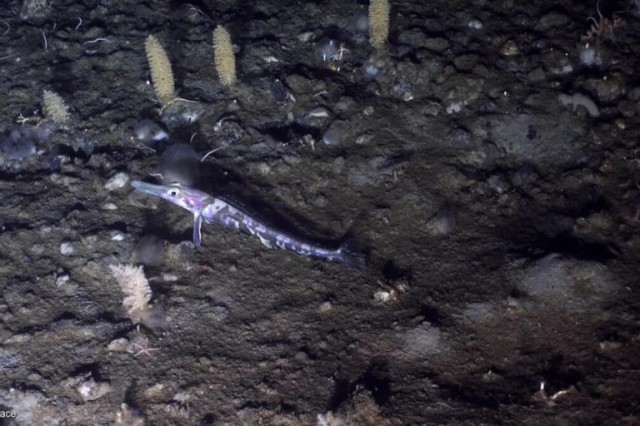 Vulnerable Antarctic reefs reveal wealth of life as rich as tropical corals