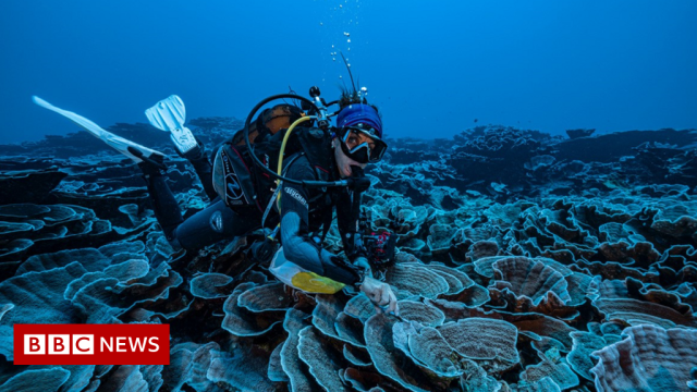 Giant pristine coral reef discovered off Tahiti
