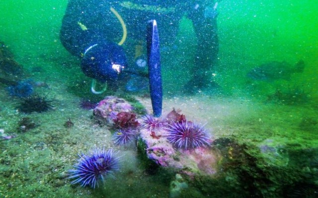 The Fight to Save the California Kelp Forest
