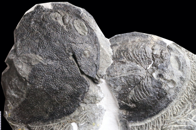 Human middle ear evolved from fish gills, research finds