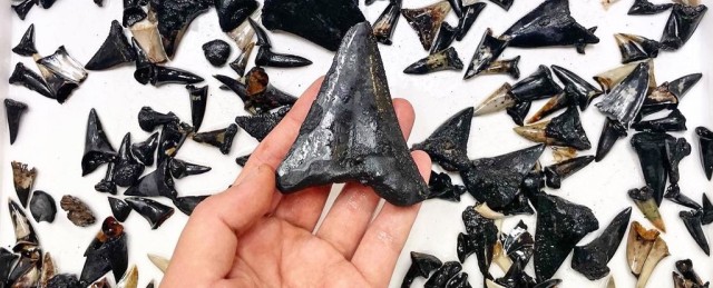 Scientists Discovered Something Morbidly Mysterious at The Bottom of The Indian Ocean