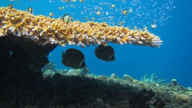 Climate Change Increases Fish Food Fights
