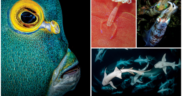 Scuba Diving's 2021 Underwater Photo Contest Winners