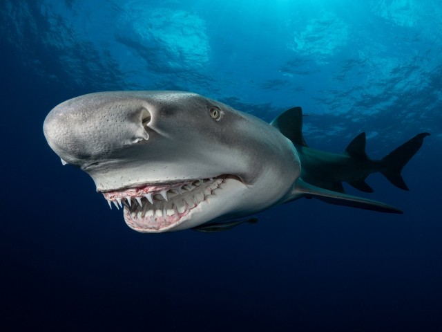 These amazing deep-sea shots have won the Ocean Photography Prize 2021