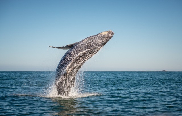 Horrific video shows moment whale lands on tourist boat injuring passengers