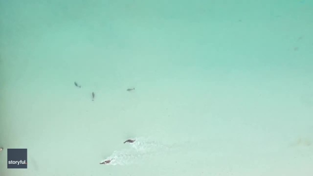 Horses Attract Dolphins' Attention at Perth Beach