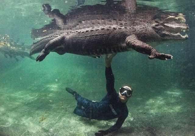 There’s a place in Florida where you can swim with alligators and not get eaten (ideally)