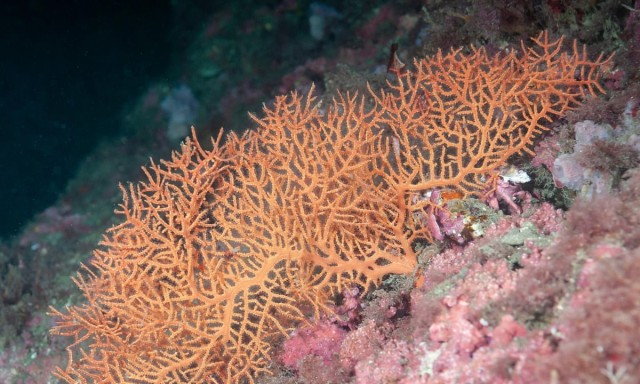 Mediterranean ecosystem suffering ‘marine wildfire’ as temperatures peak